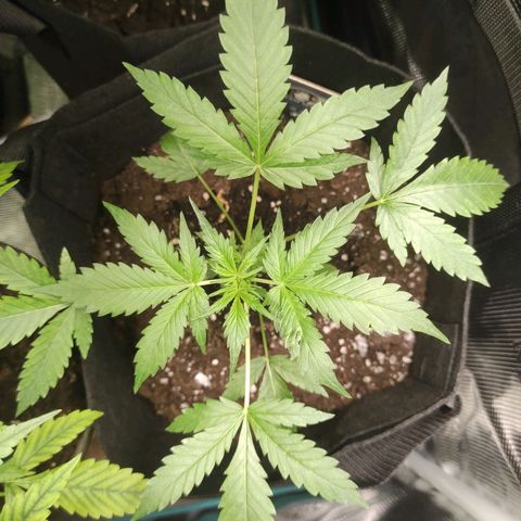 Purple Skunk auto growlog timeline photo