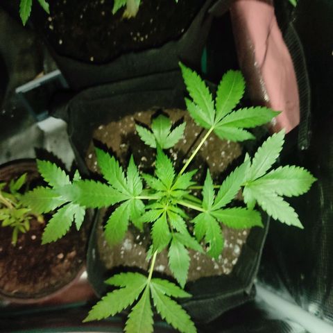 Purple Skunk auto growlog timeline photo