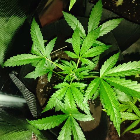 Stichy orange XXL growlog timeline photo