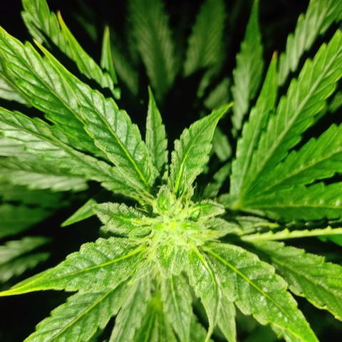 Banana Kush Cake Automatic growlog timeline photo
