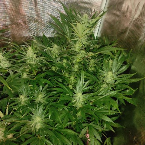 Banana Kush Cake Automatic growlog timeline photo