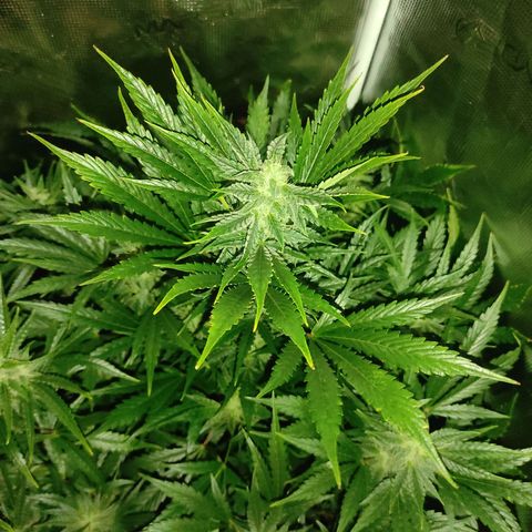 Banana Kush Cake Automatic growlog timeline photo