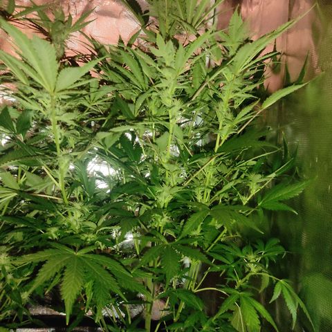 Banana Kush Cake Automatic growlog timeline photo