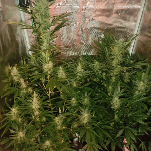 Master Kush Automatic growlog timeline photo