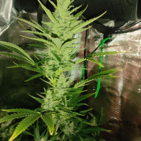 Master Kush Automatic growlog timeline photo