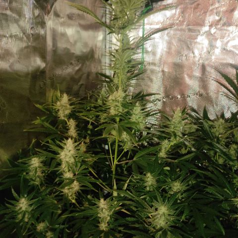 Master Kush Automatic growlog timeline photo