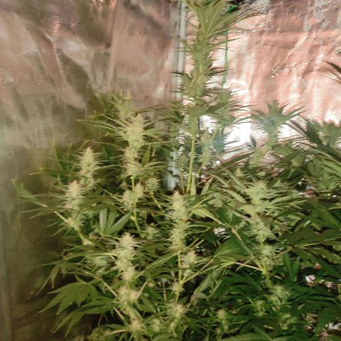 Master Kush Automatic growlog timeline photo