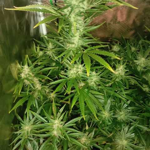 Master Kush Automatic growlog timeline photo