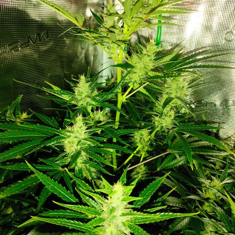 Master Kush Automatic growlog timeline photo