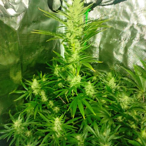 Master Kush Automatic growlog timeline photo