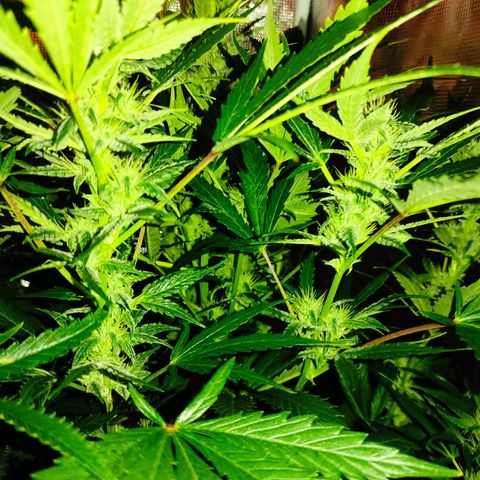 Banana Kush Cake Automatic growlog timeline photo