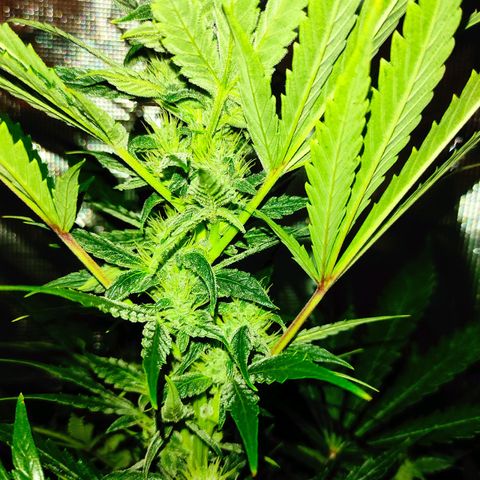 Banana Kush Cake Automatic growlog timeline photo