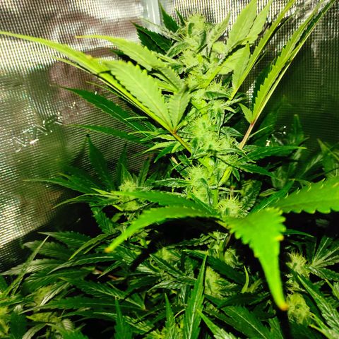 Banana Kush Cake Automatic growlog timeline photo
