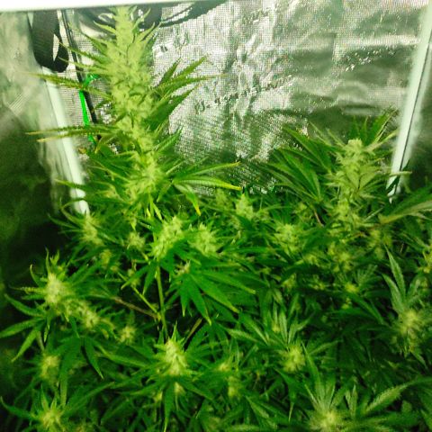 Banana Kush Cake Automatic growlog timeline photo