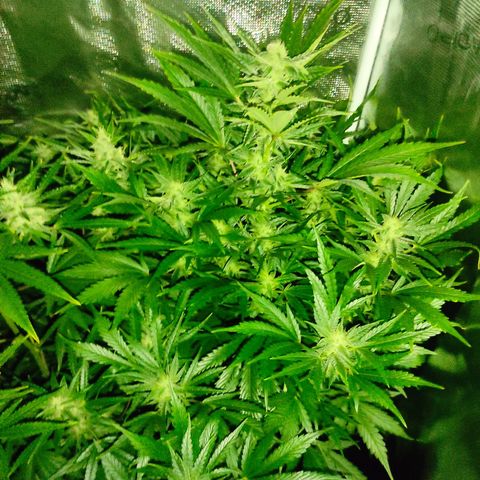 Banana Kush Cake Automatic growlog timeline photo