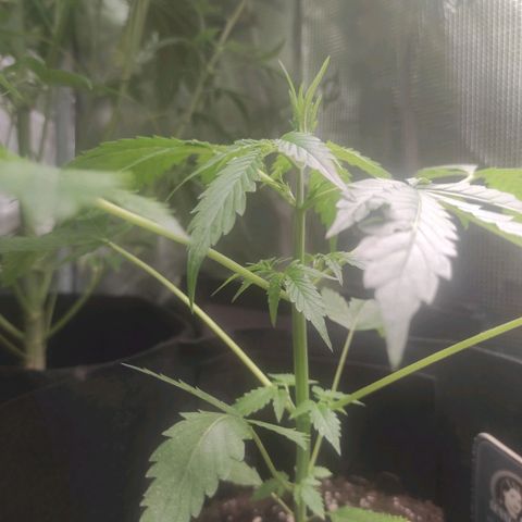 Purple Skunk auto growlog timeline photo