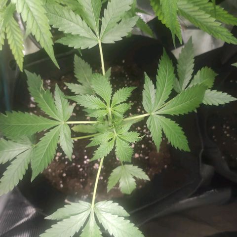 Purple Skunk auto growlog timeline photo