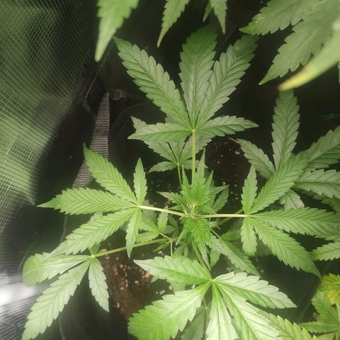 Stichy orange XXL growlog timeline photo