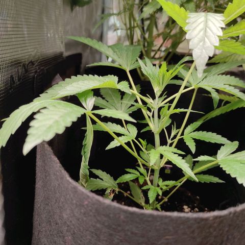 Stichy orange XXL growlog timeline photo