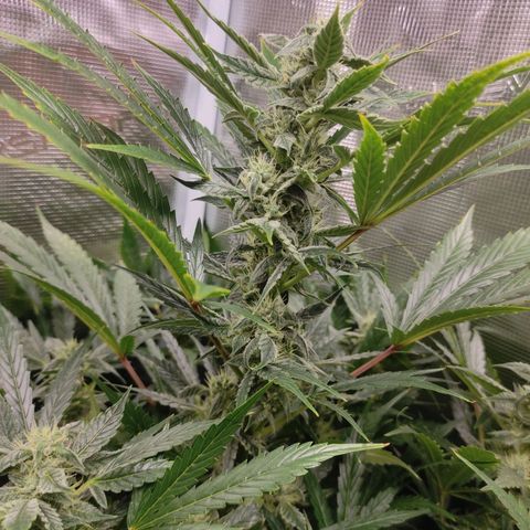 Banana Kush Cake Automatic growlog timeline photo