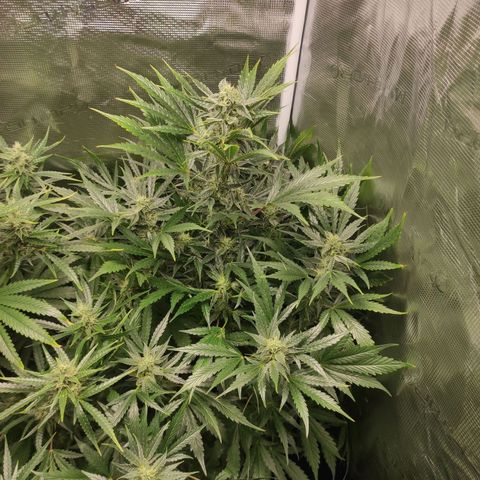 Banana Kush Cake Automatic growlog timeline photo