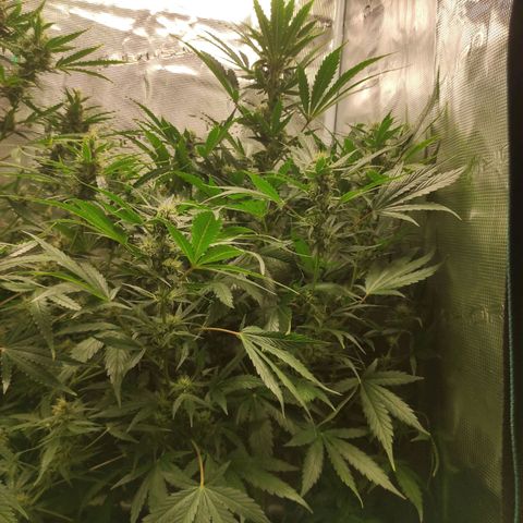 Banana Kush Cake Automatic growlog timeline photo