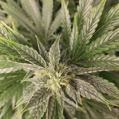 Banana Kush Cake Automatic growlog timeline photo