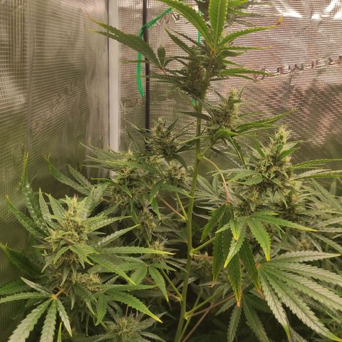 Master Kush Automatic growlog timeline photo