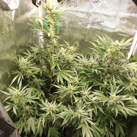 Master Kush Automatic growlog timeline photo