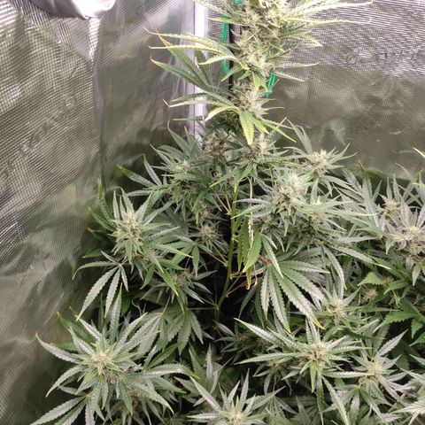 Master Kush Automatic growlog timeline photo