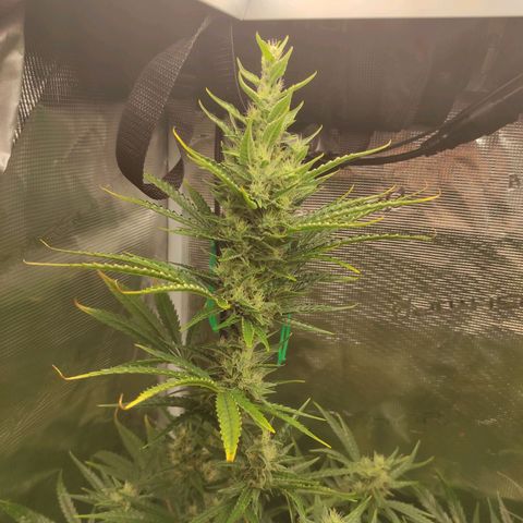 Master Kush Automatic growlog timeline photo