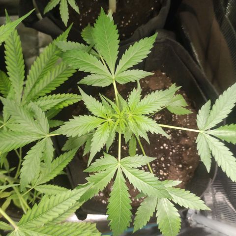 Purple Skunk auto growlog timeline photo
