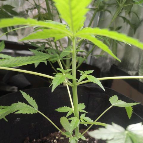 Purple Skunk auto growlog timeline photo