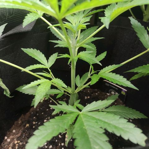 Stichy orange XXL growlog timeline photo
