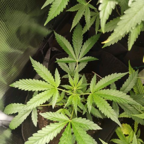 Stichy orange XXL growlog timeline photo
