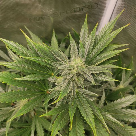 Banana Kush Cake Automatic growlog timeline photo