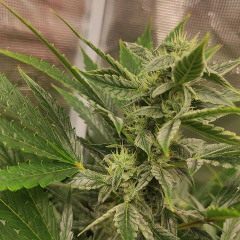 Banana Kush Cake Automatic growlog timeline photo