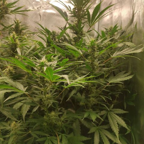 Banana Kush Cake Automatic growlog timeline photo