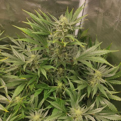 Banana Kush Cake Automatic growlog timeline photo