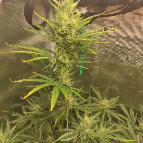 Master Kush Automatic growlog timeline photo