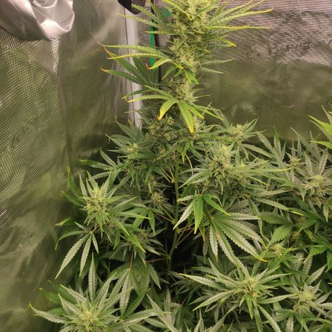 Master Kush Automatic growlog timeline photo
