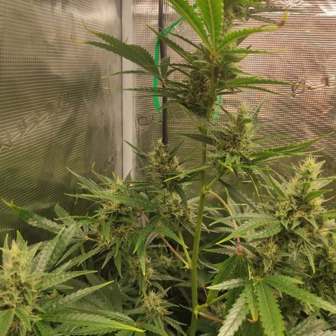 Master Kush Automatic growlog timeline photo