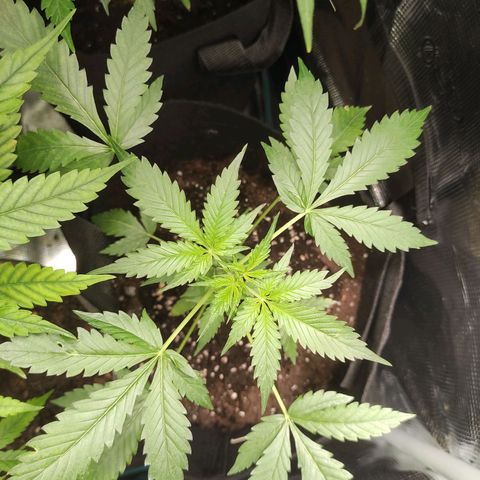 Purple Skunk auto growlog timeline photo