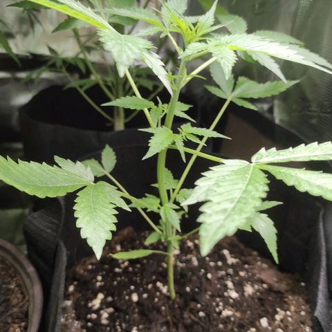 Purple Skunk auto growlog timeline photo