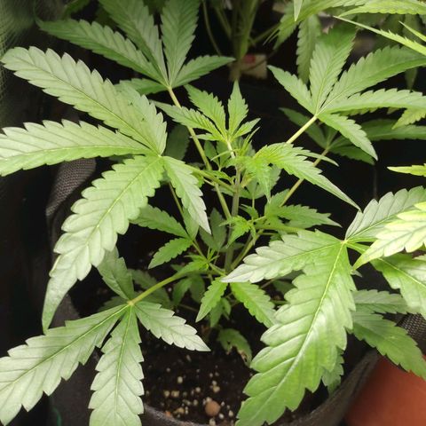 Stichy orange XXL growlog timeline photo