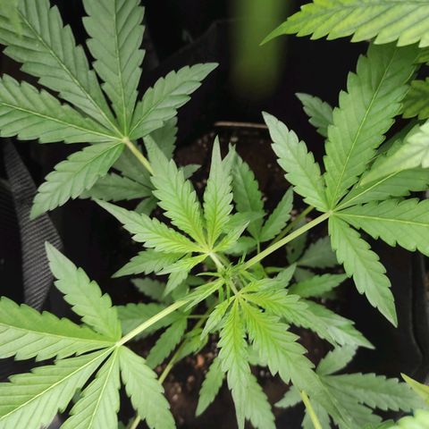 Stichy orange XXL growlog timeline photo