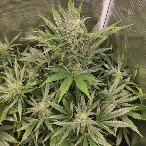 Banana Kush Cake Automatic growlog timeline photo