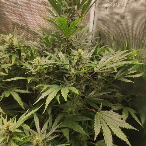 Banana Kush Cake Automatic growlog timeline photo