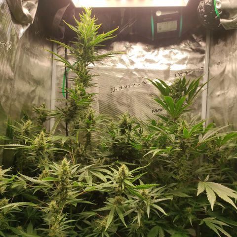 Banana Kush Cake Automatic growlog timeline photo