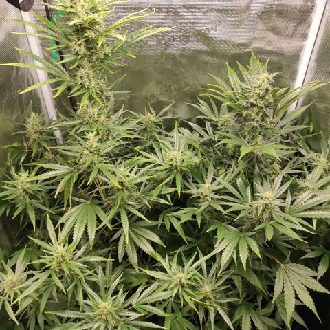 Master Kush Automatic growlog timeline photo